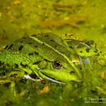 Teichfrosch unter Wasser