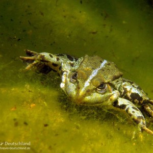 Teichfrosch unter Wasser