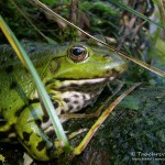 Teichfrosch (Pelophylax)