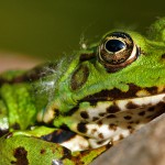 Teichfrosch (Pelophylax)