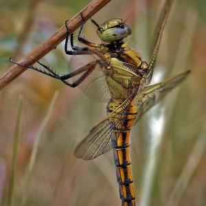 Großlibelle