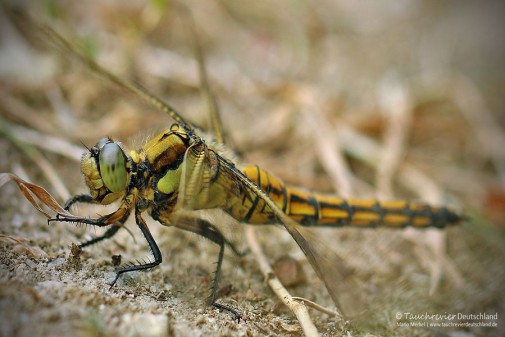 2015_UniversumWiese (115)