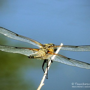 Großlibelle