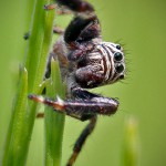 Springspinne