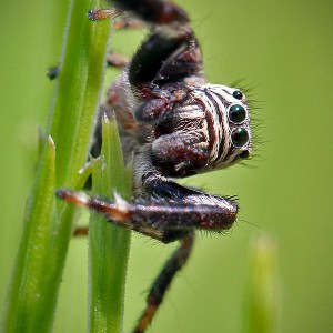 Springspinne