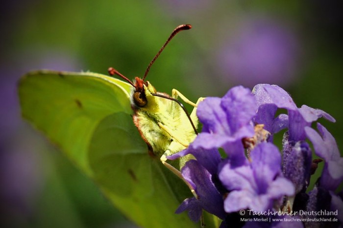 2015_UniversumWiese (128)