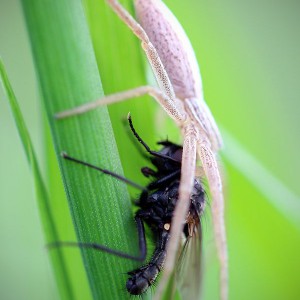 erfolgreicher Lauerjäger, Spinne