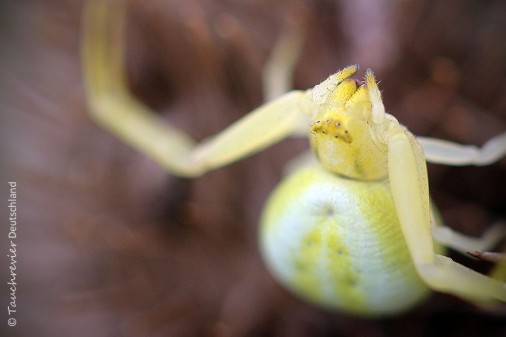 2015_UniversumWiese (152)