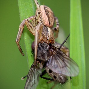 erfolgreicher Jäger, Spinne und Fliege