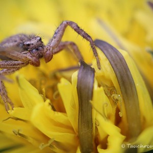 Spinne, Lauerjäger