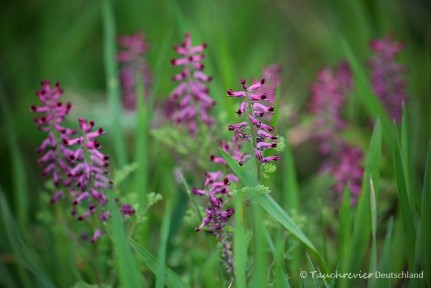 2015_UniversumWiese (158)