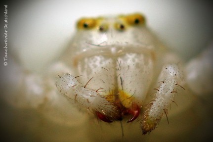 2015_UniversumWiese (162)