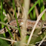 Zauneidechse (Lacerta agilis), Reptil, Fauna, Tauchen in Deutschland