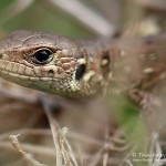 Zauneidechse (Lacerta agilis), Reptil, Fauna, Tauchen in Deutschland