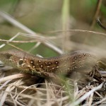 Zauneidechse (Lacerta agilis), Reptil, Fauna, Tauchen in Deutschland