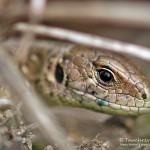 Zauneidechse (Lacerta agilis), Reptil, Fauna, Tauchen in Deutschland