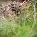 Zauneidechse (Lacerta agilis), Reptil, Fauna, Tauchen in Deutschland