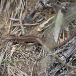 Zauneidechse (Lacerta agilis), Reptil, Fauna, Tauchen in Deutschland