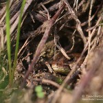 Zauneidechse (Lacerta agilis), Reptil, Fauna, Tauchen in Deutschland