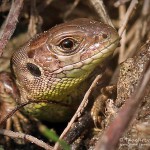 Junge Zauneidechse, Zauneidechse (Lacerta agilis), Reptil, Fauna, Tauchen in Deutschland