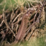 Zauneidechse (Lacerta agilis), Reptil, Fauna, Tauchen in Deutschland