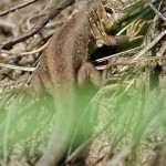 Zauneidechse (Lacerta agilis), Reptil, Fauna, Tauchen in Deutschland