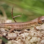 Zauneidechse (Lacerta agilis), Reptil, Fauna, Tauchen in Deutschland