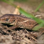 Zauneidechse (Lacerta agilis), Reptil, Fauna, Tauchen in Deutschland