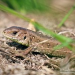 Zauneidechse (Lacerta agilis), Reptil, Fauna, Tauchen in Deutschland