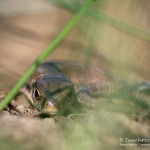 Zauneidechse (Lacerta agilis), Reptil, Fauna, Tauchen in Deutschland