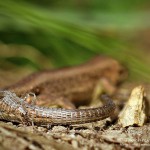 Zauneidechse (Lacerta agilis), Reptil, Fauna, Tauchen in Deutschland