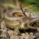 Zauneidechse (Lacerta agilis), Reptil, Fauna, Tauchen in Deutschland