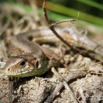 Zauneidechse (Lacerta agilis), Reptil, Fauna, Tauchen in Deutschland