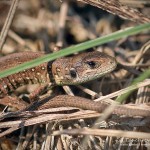 Zauneidechse (Lacerta agilis), Reptil, Fauna, Tauchen in Deutschland