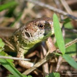 Junge Zauneidechse, Zauneidechse (Lacerta agilis), Reptil, Fauna, Tauchen in Deutschland