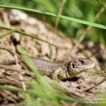 Zauneidechse (Lacerta agilis), Reptil, Fauna, Tauchen in Deutschland