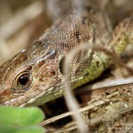 Zauneidechse (Lacerta agilis), Reptil, Fauna, Tauchen in Deutschland