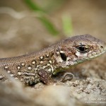 Zauneidechse (Lacerta agilis), Reptil, Fauna, Tauchen in Deutschland