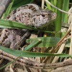 Zauneidechse (Lacerta agilis), Reptil, Fauna, Tauchen in Deutschland