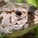 Zauneidechse, Weibchen, Zauneidechse (Lacerta agilis), Reptil, Fauna, Tauchen in Deutschland