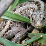 Zauneidechse, Weibchen, Zauneidechse (Lacerta agilis), Reptil, Fauna, Tauchen in Deutschland