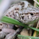 Zauneidechse (Lacerta agilis), Reptil, Fauna, Tauchen in Deutschland