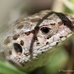 Zauneidechse, Zauneidechse (Lacerta agilis), Reptil, Fauna, Tauchen in Deutschland