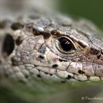 Zauneidechse (Lacerta agilis), Reptil, Fauna, Tauchen in Deutschland