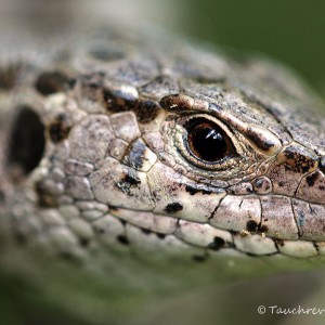 Zauneidechse, Lacerta agilis