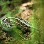 Zauneidechse (Lacerta agilis), Reptil, Fauna, Tauchen in Deutschland