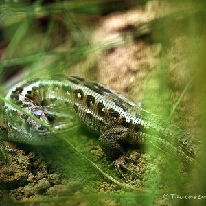 Zauneidechse, Lacerta agilis