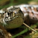 Zauneidechse, Zauneidechse (Lacerta agilis), Reptil, Fauna, Tauchen in Deutschland