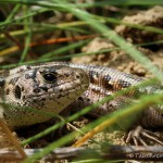 Zauneidechse (Lacerta agilis), Reptil, Fauna, Tauchen in Deutschland