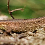Junge Zauneidechse, Zauneidechse, Lacerta agilis, Reptil, Tauchen in Deutschland
